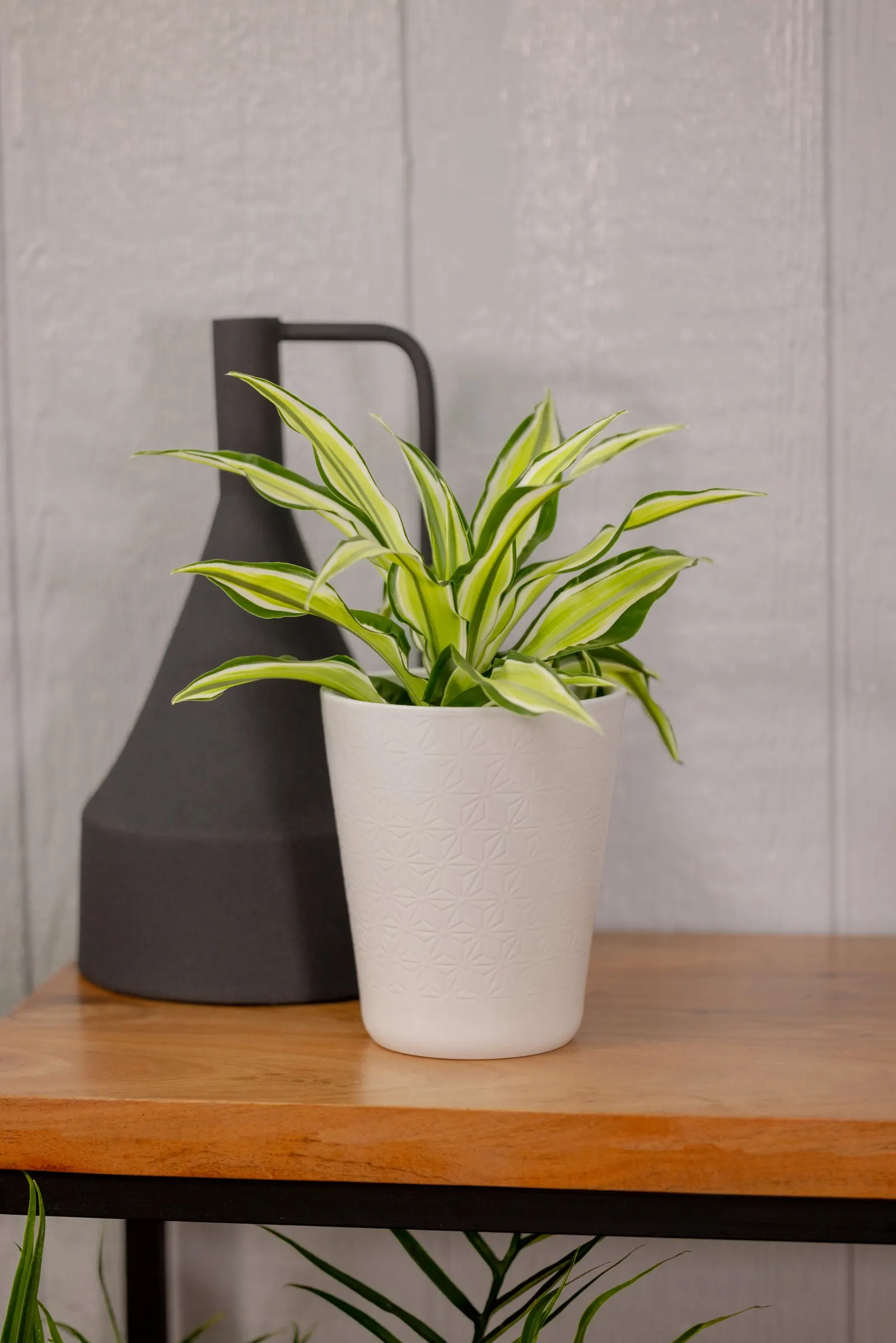 Urban Urchin™ Dragon Tree (Dracaena sp.) — is a compact dragon tree with upright, spiky leaves striped in green, light green, and chartreuse-white