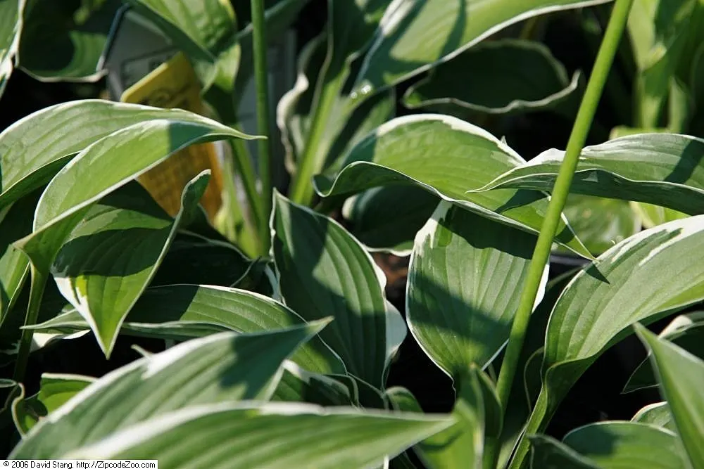 Francee Hosta (Hosta 'Francee') — adding subtle color and attracting pollinators to your garden