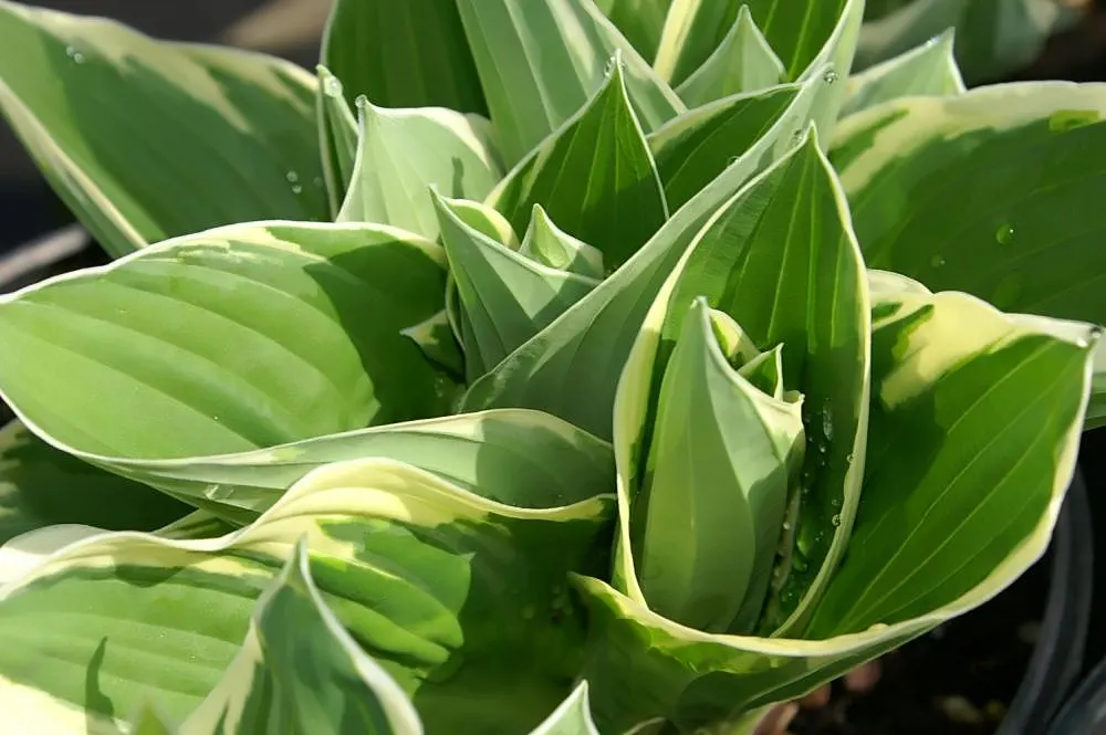 Francee Hosta (Hosta 'Francee') — clump-forming perennial reaches a mature size of about 21 inches in height