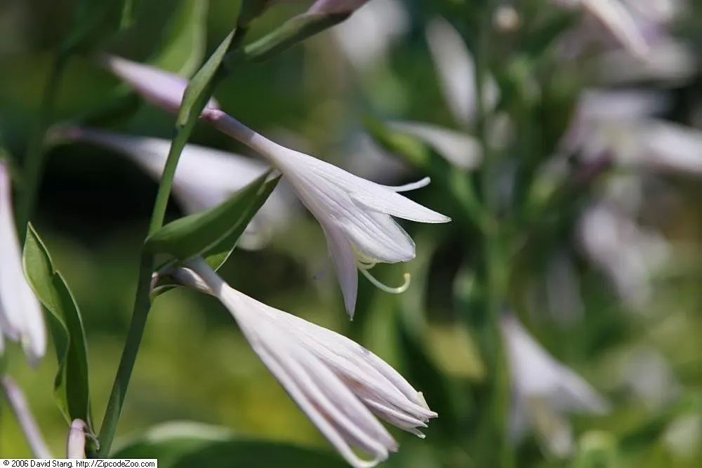 Francee Hosta (Hosta 'Francee') — is an herbaceous perennial favored for its verdant foliage and adaptability