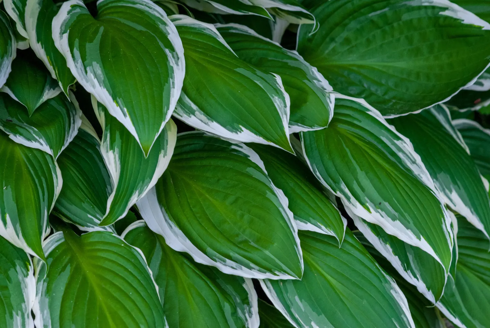 Francee Hosta (Hosta 'Francee') — the Hosta 'Francee' serves well as a border plant