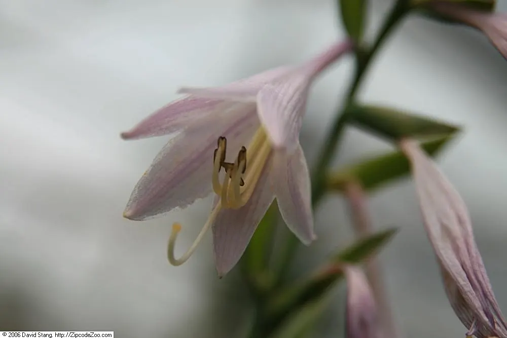 Francee Hosta (Hosta 'Francee') — The Hosta 'Francee' features striking heart-shaped, dark green leaves edged in pure white margins