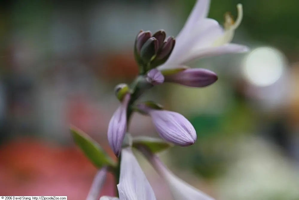 Francee Hosta (Hosta 'Francee') — Ideal for border plantings and woodland garden designs