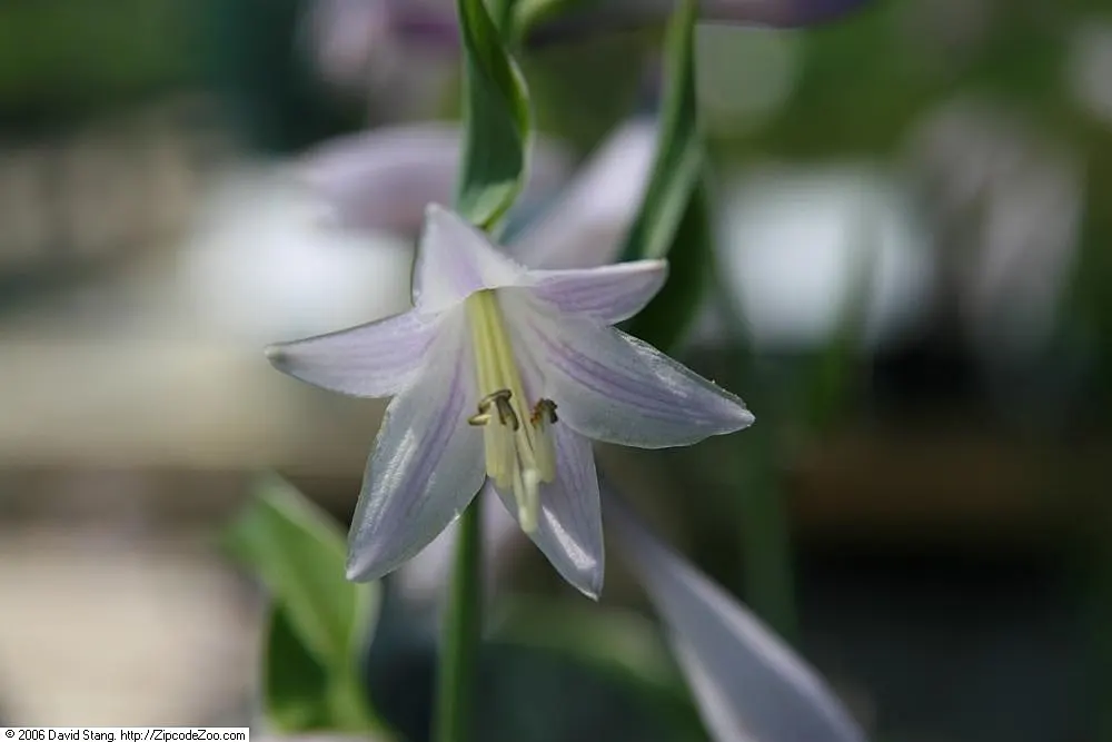 Francee Hosta (Hosta 'Francee') — and spreads up to 36 inches wide