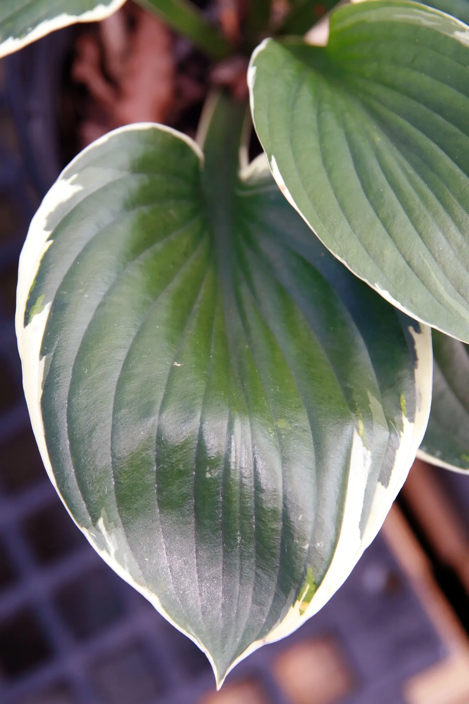 Francee Hosta (Hosta 'Francee') — demonstrating a versatility for a range of temperate climates