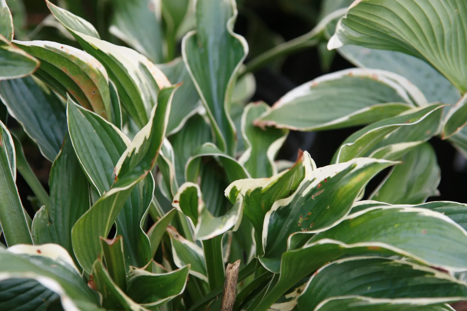 Francee Hosta (Hosta 'Francee') — as full sun can scorch the delicate leaves
