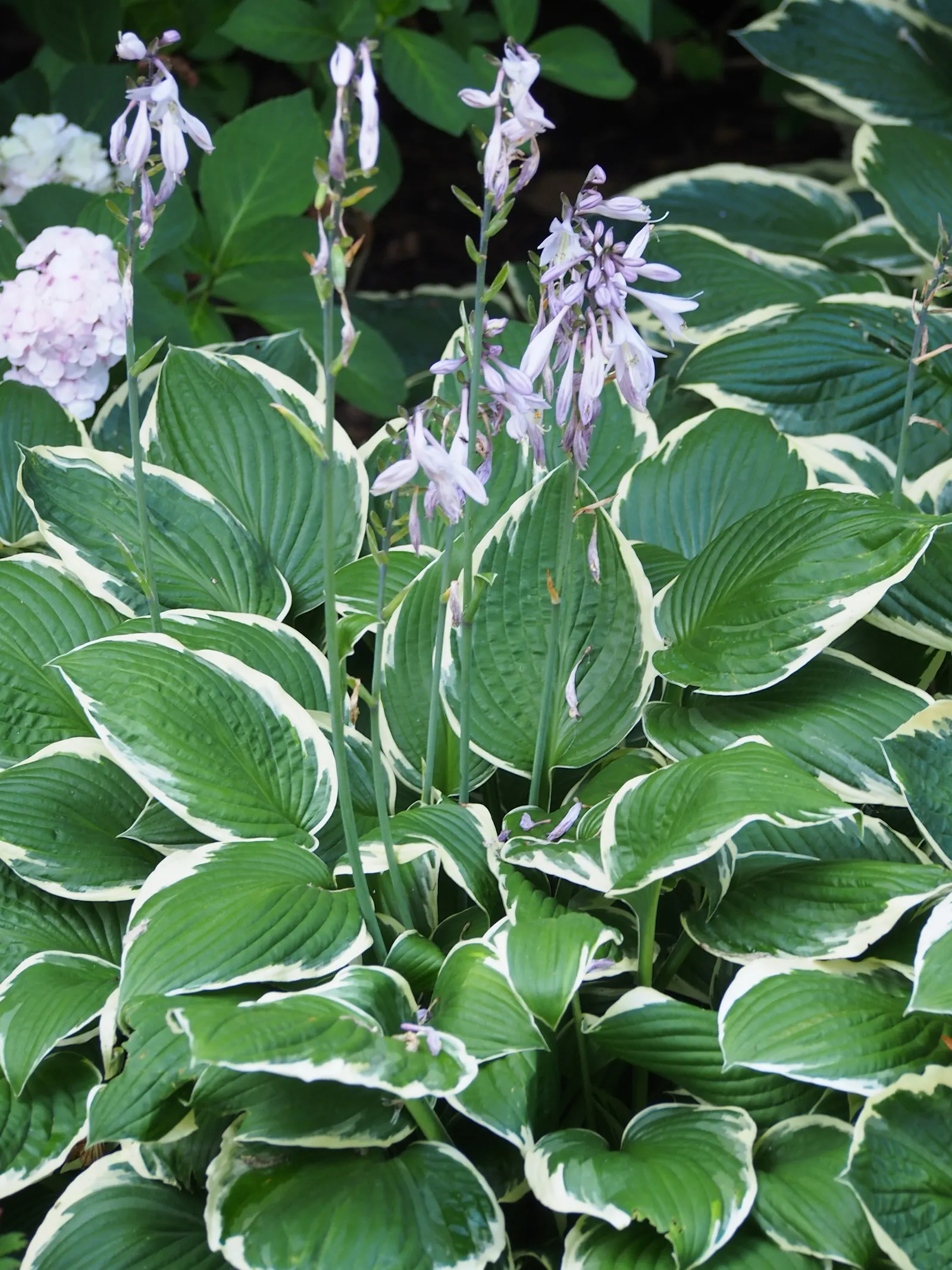 Francee Hosta (Hosta 'Francee') — Its leaves are a striking deep green with pronounced white margins