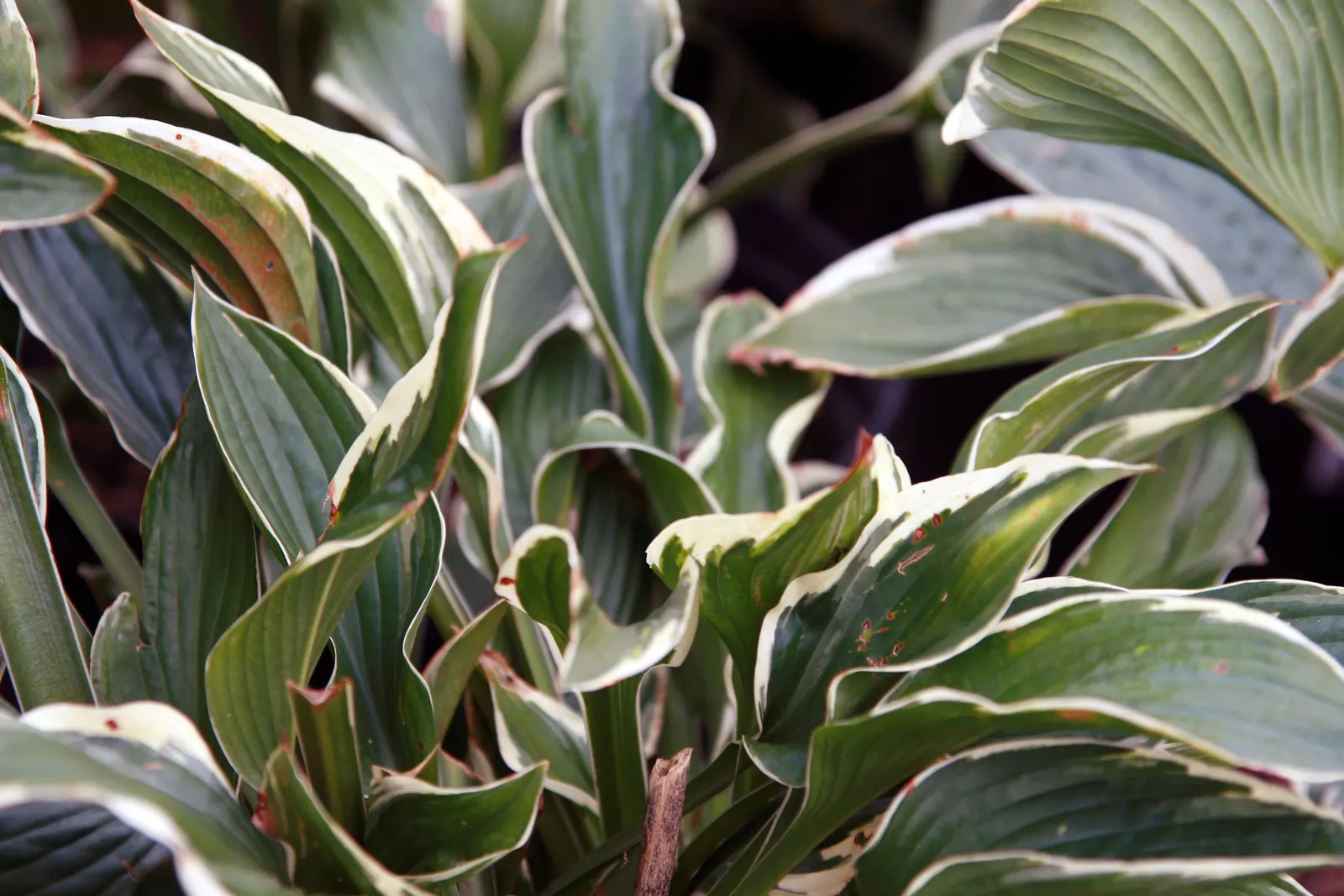 Francee Hosta (Hosta 'Francee') — with a spread of about 36 to 48 inches