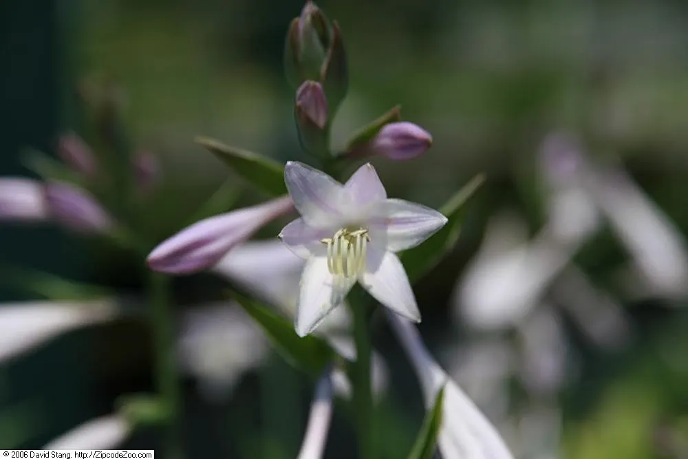 Francee Hosta (Hosta 'Francee') — Hardy in USDA zones 3 through 8