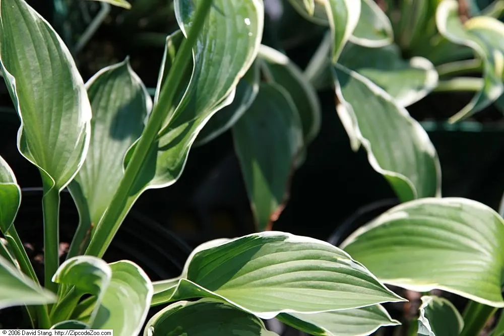 Francee Hosta (Hosta 'Francee') — Hosta 'Francee' boasts lavender blooms in midsummer