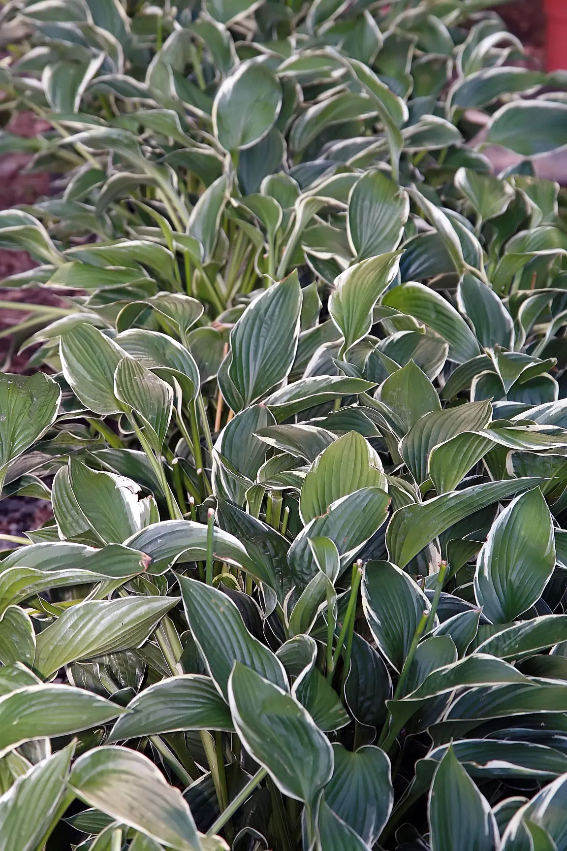 Francee Hosta (Hosta 'Francee') — or as an addition to woodland gardens where it can form a lush understory