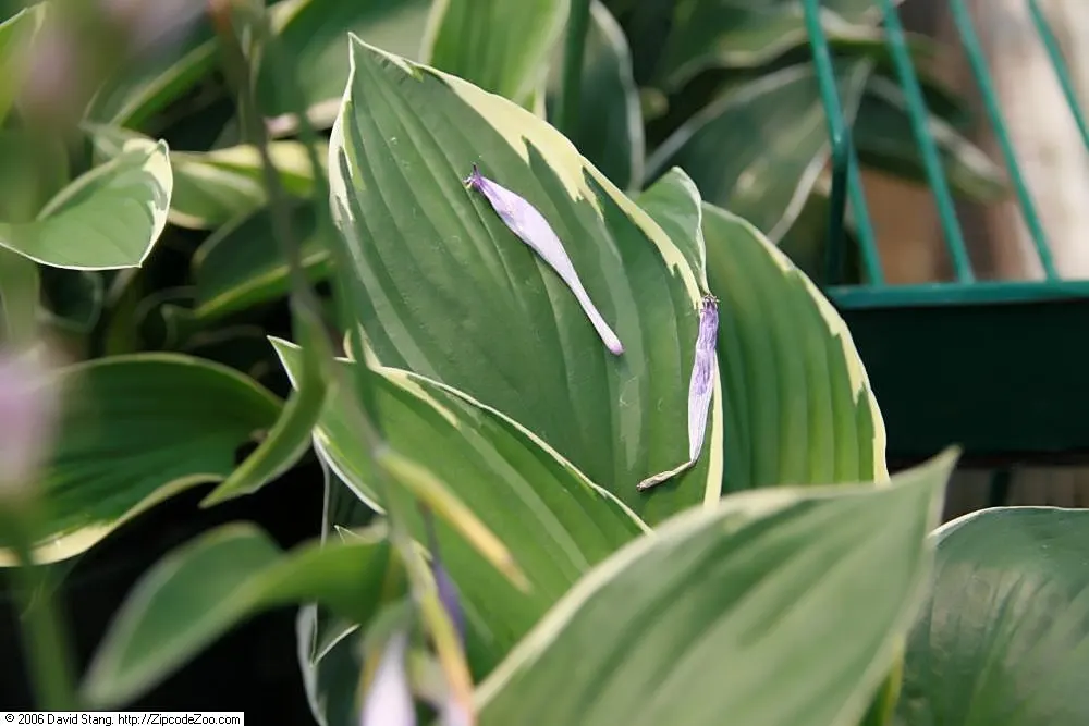 Francee Hosta (Hosta 'Francee') — The Hosta 'Francee,' commonly referred to as the Francee Hosta