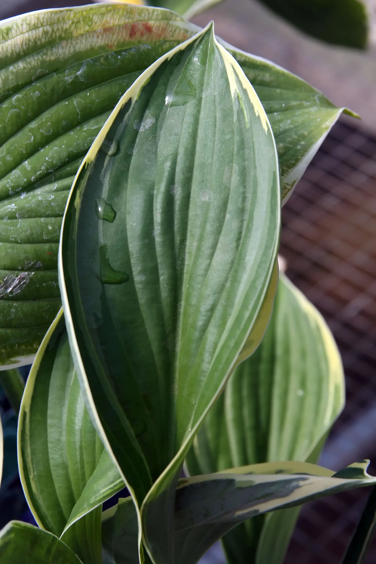 Francee Hosta (Hosta 'Francee') — It is also resistant to slug damage, which is a noteworthy advantage for maintenance concerns