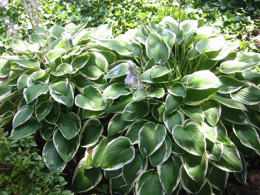 Francee Hosta (Hosta 'Francee') — They are shade-tolerant and perform best in areas with dappled sunlight or partial shade