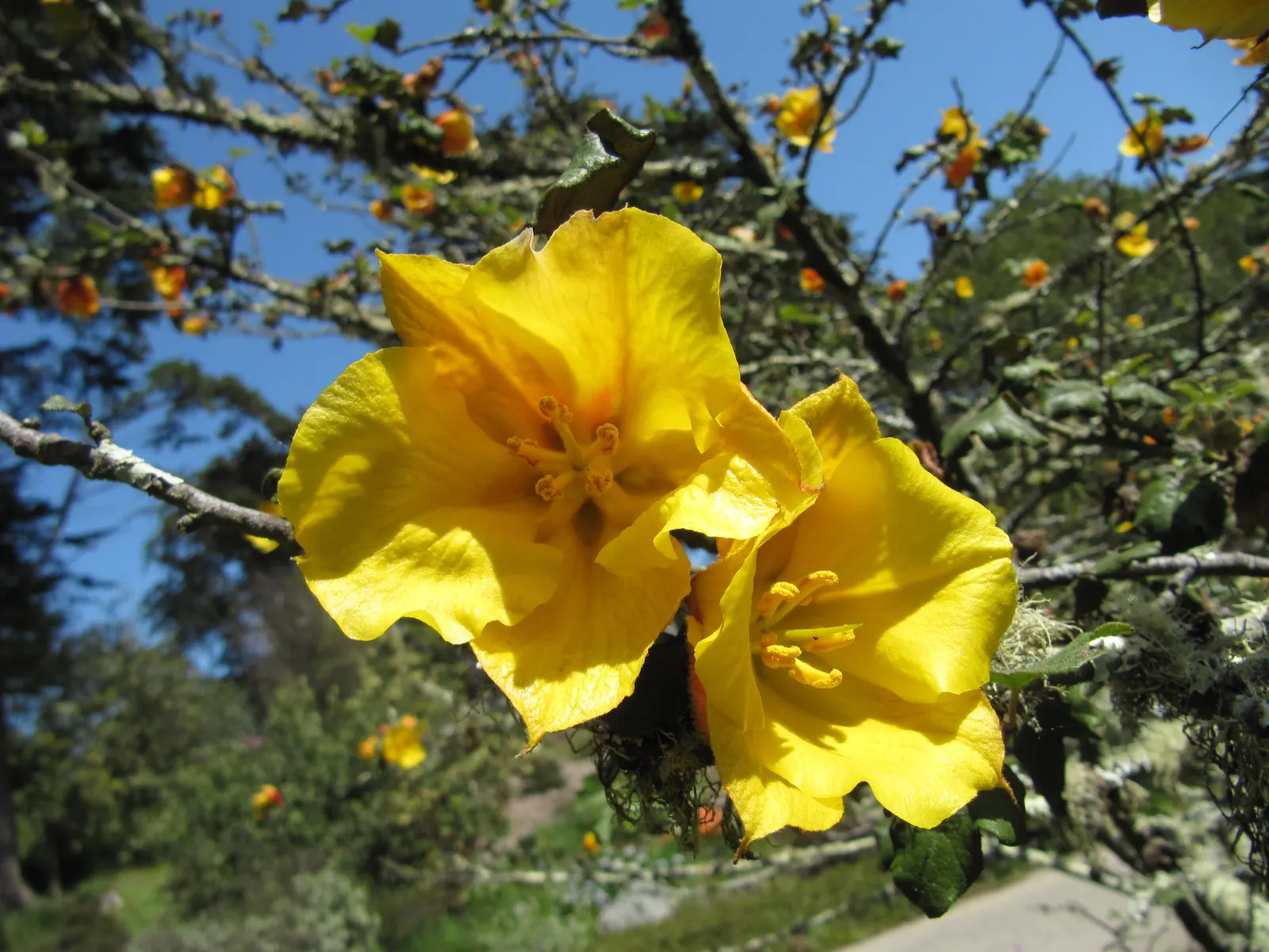 Flannel Bush, Fremontia Cv. (Fremontodendron 'California Glory') — brilliant yellow flowers blooming in spring and early summer