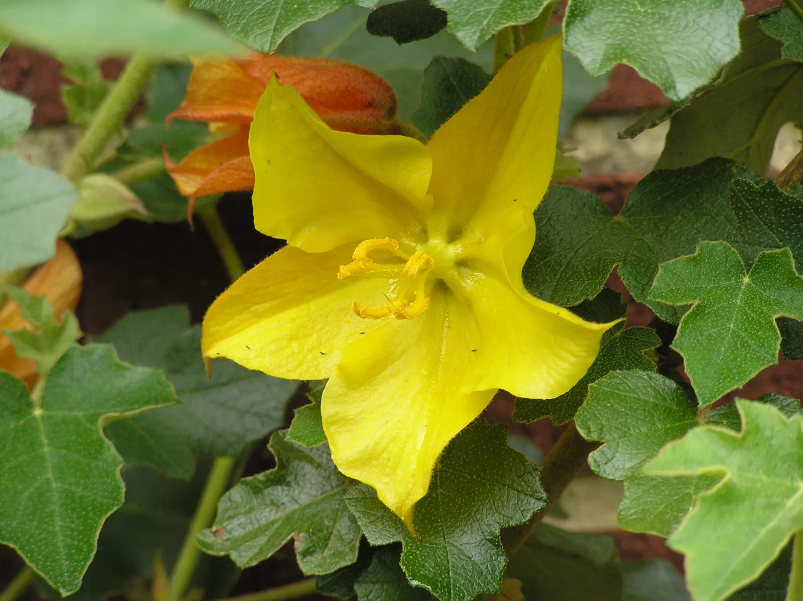 Flannel Bush, Fremontia Cv. (Fremontodendron 'California Glory') — It reaches up to 20 feet in height and spreads 15 feet wide, thriving in full sun and
