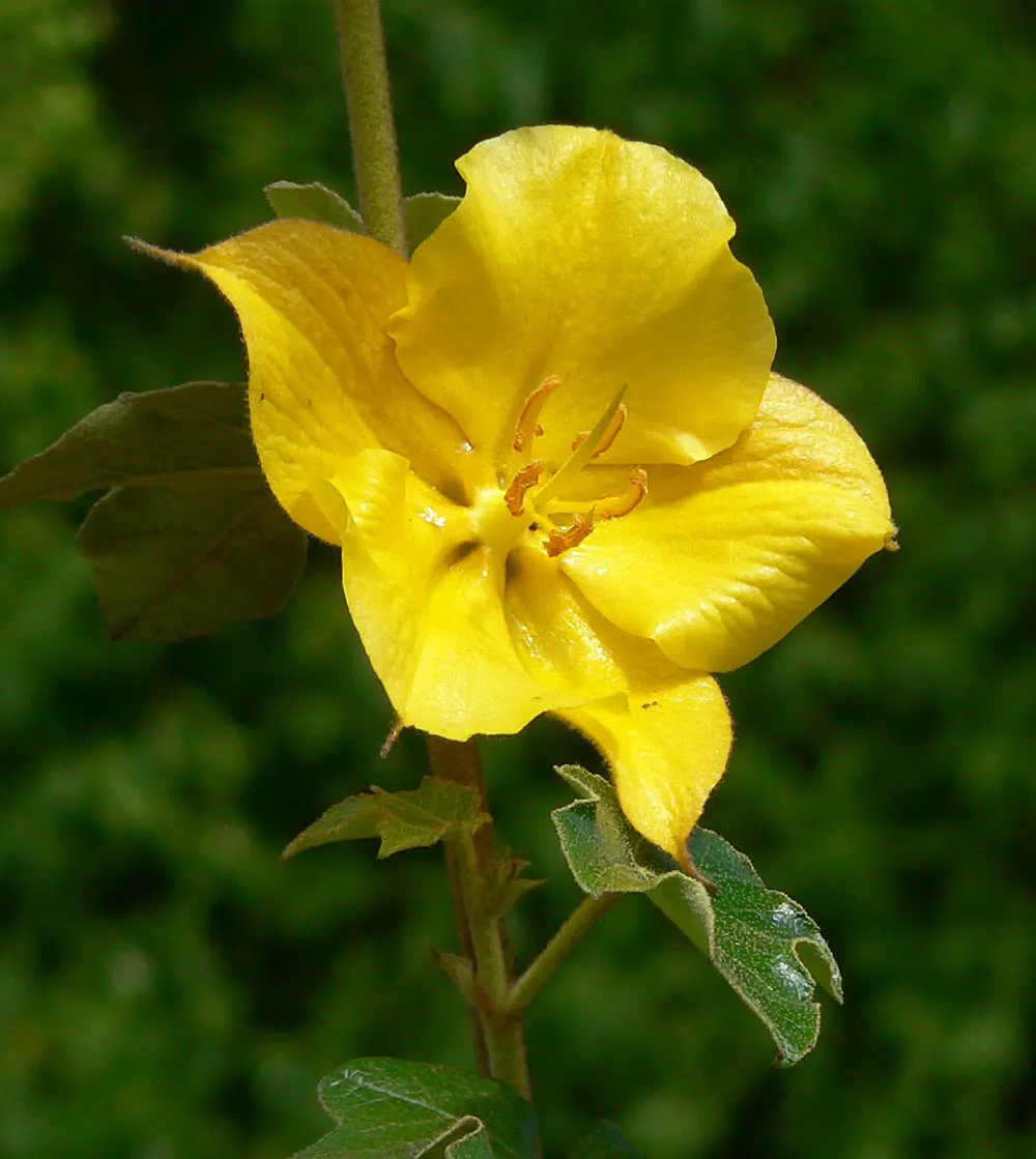 Flannel Bush, Fremontia Cv. (Fremontodendron 'California Glory') — commonly known as Flannel Bush