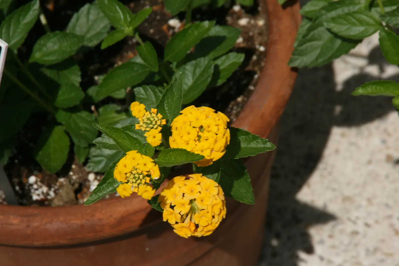 New Gold Trailing Lantana (Lantana 'New Gold') — Thriving in zones 7-11, it spans 3 to 4 feet wide with a height of 1 foot