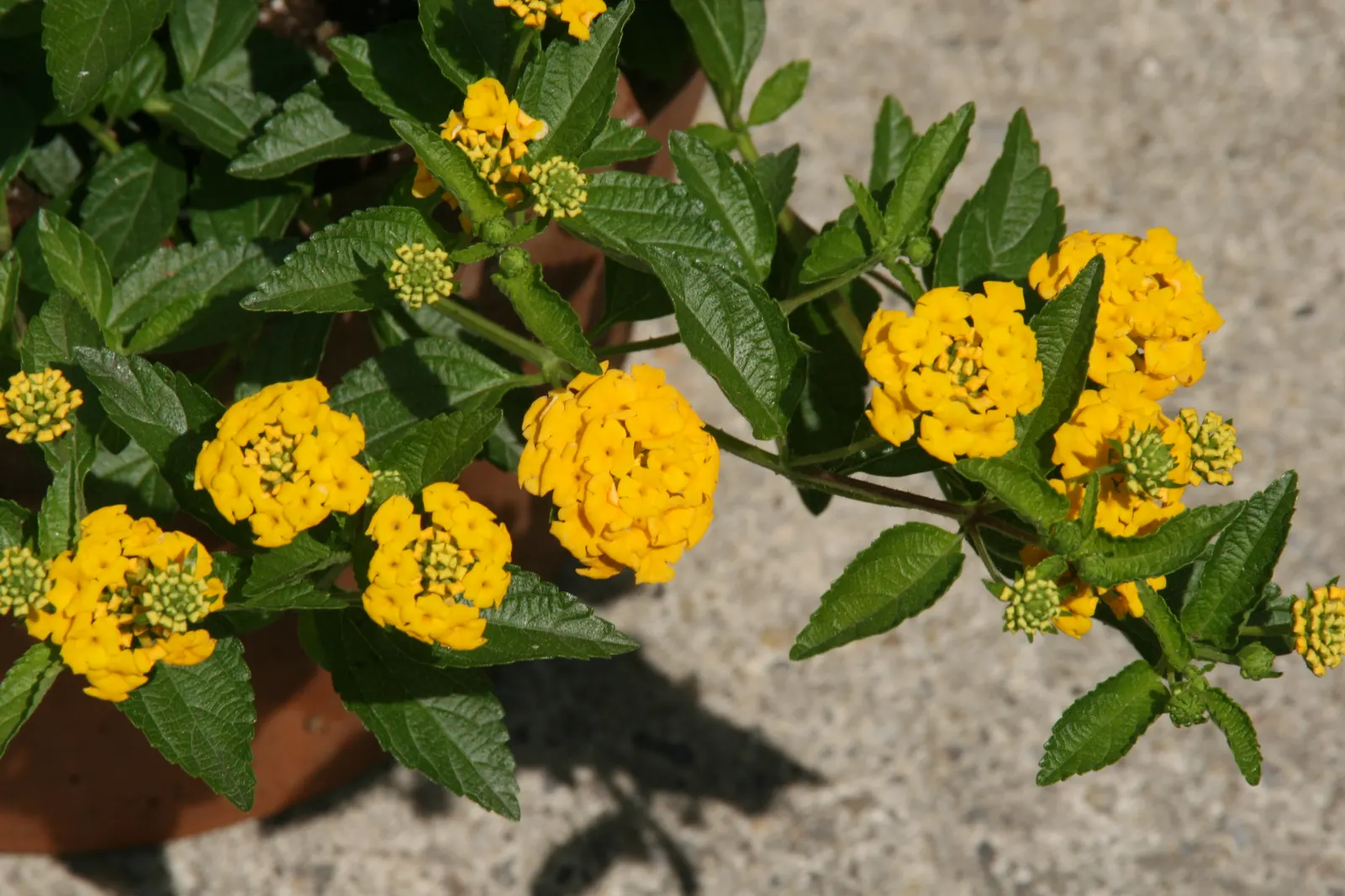 New Gold Trailing Lantana (Lantana 'New Gold') — The New Gold Trailing Lantana (Lantana 'New Gold') is a vibrant perennial groundcover