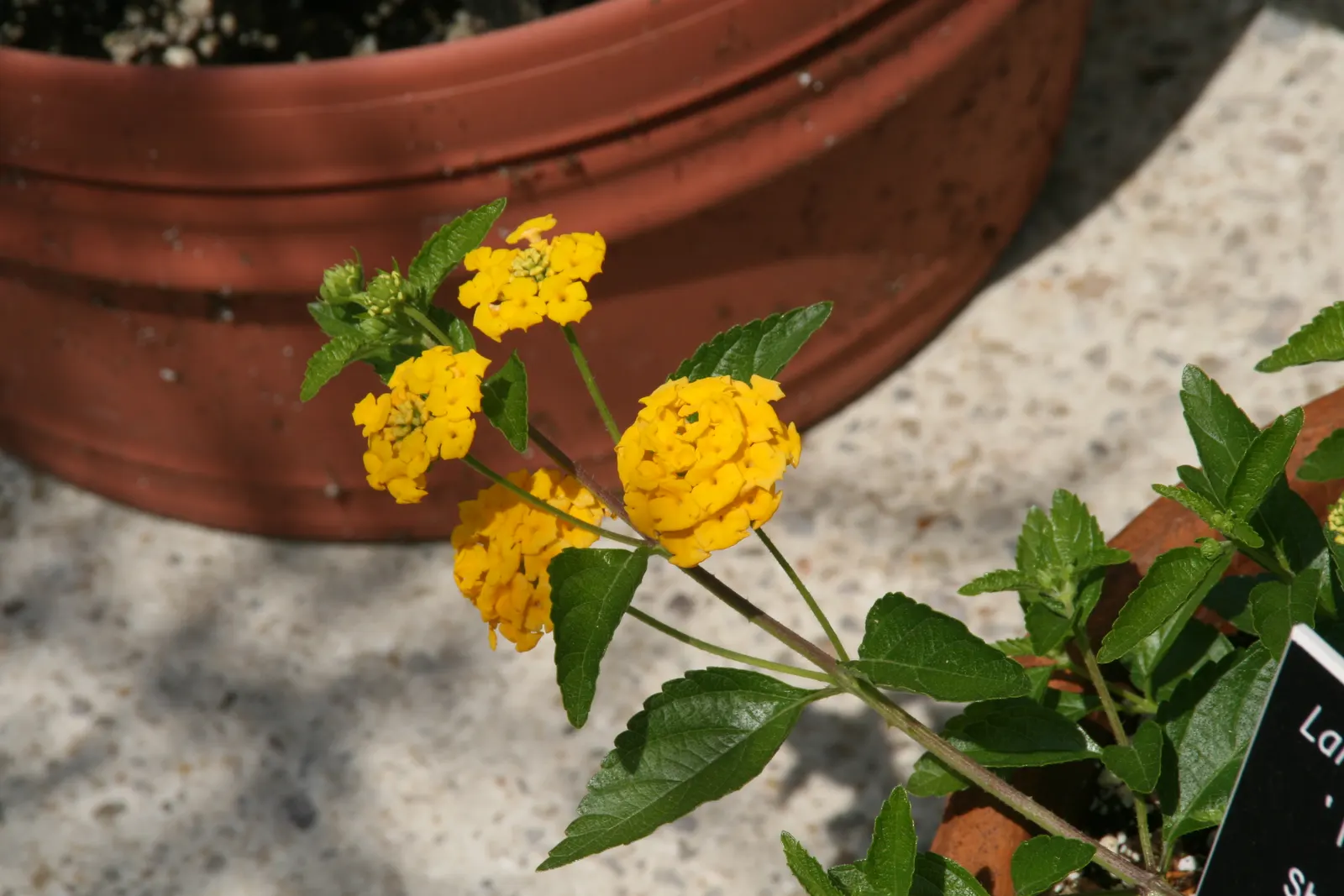 New Gold Trailing Lantana (Lantana 'New Gold') — This sun-loving, drought-resistant plant attracts butterflies while resisting deer