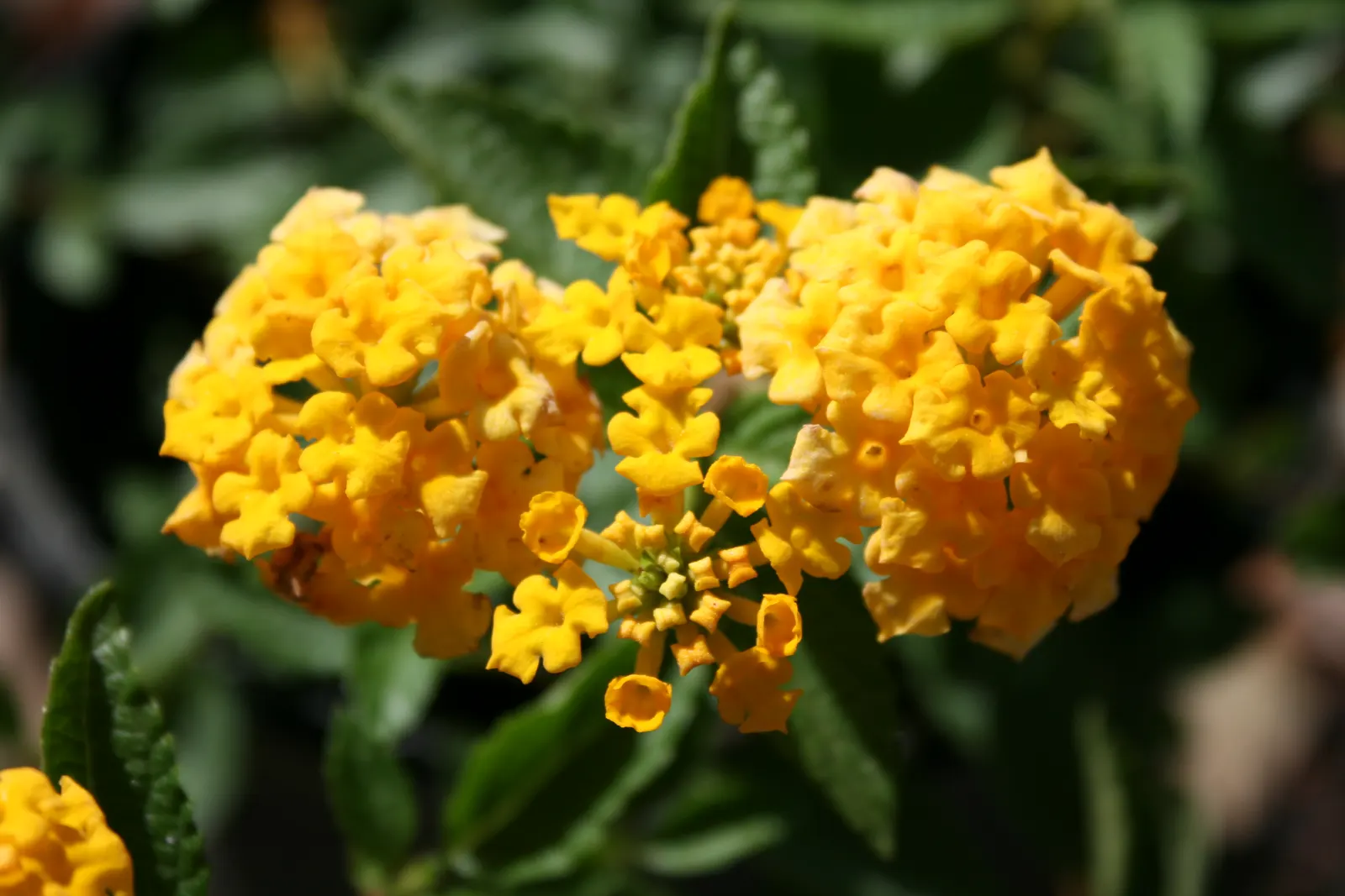 New Gold Trailing Lantana (Lantana 'New Gold') — it offers continuous color from spring to frost and requires minimal maintenance