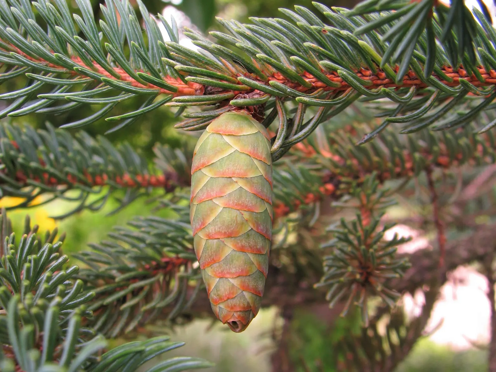 White Spruce (Picea Glauca) — which makes them excellent as focal points or as natural privacy screens when planted in rows
