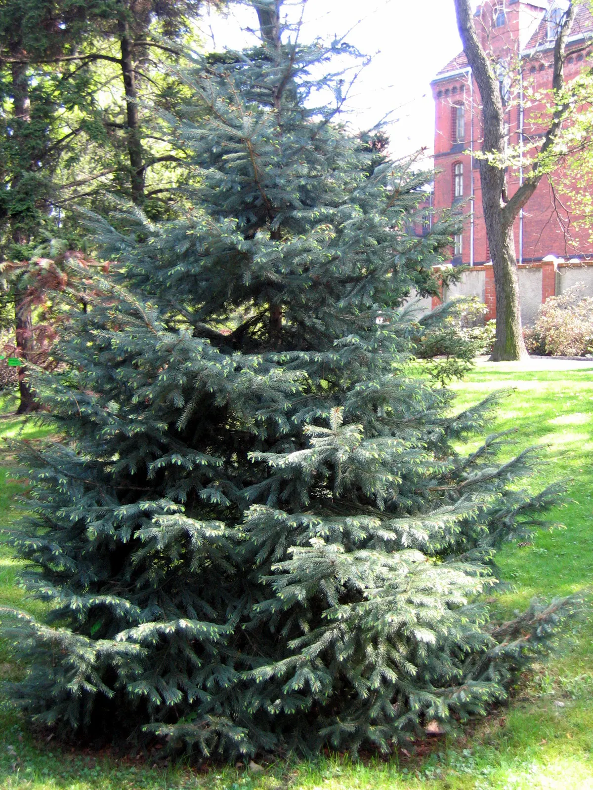White Spruce (Picea Glauca) — allowing it to establish its presence in the landscape without becoming overwhelming