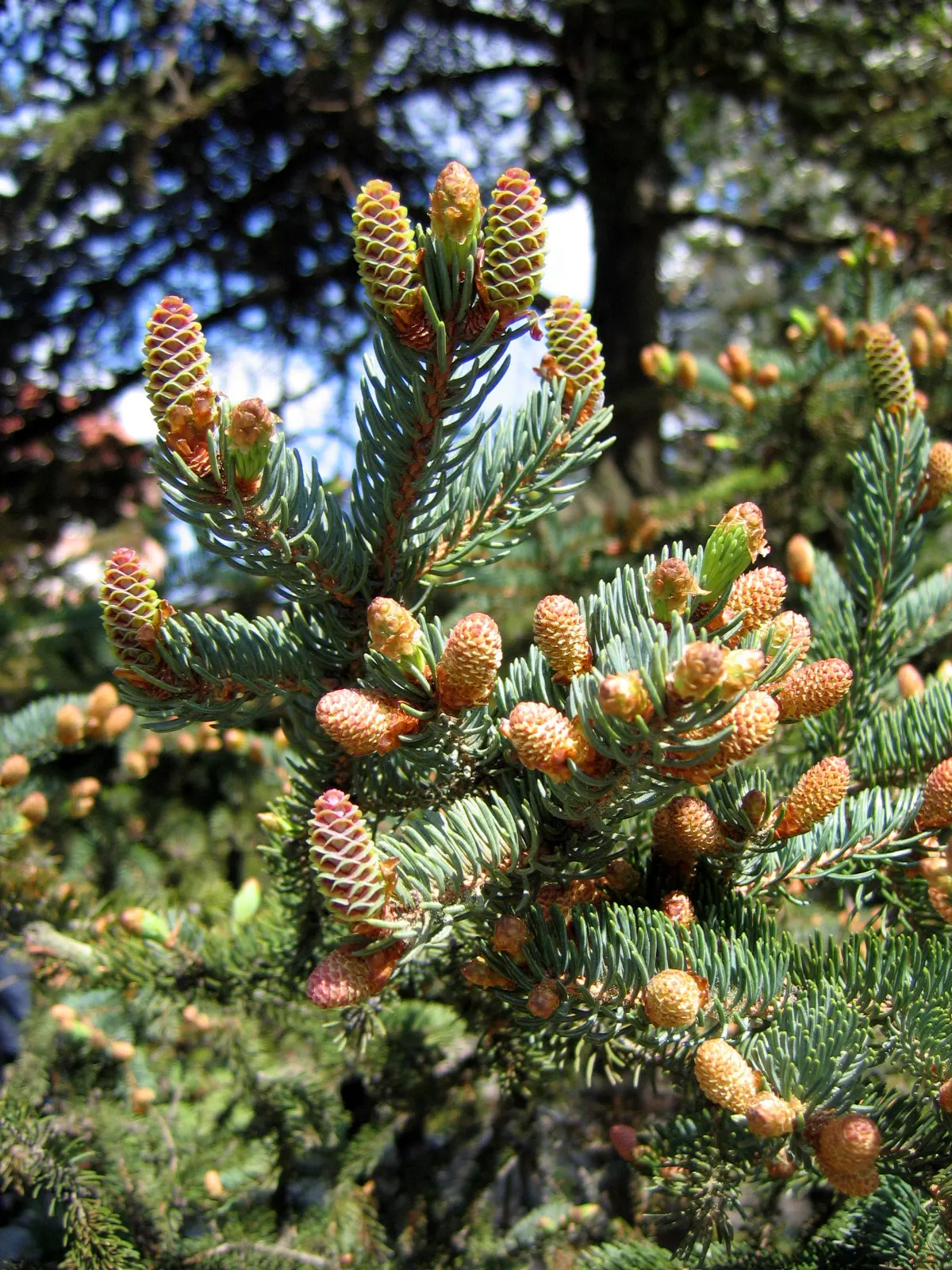 White Spruce (Picea Glauca) — allow sufficient space for the spruce to reach its full width.<br><br>Resistant to winter chill