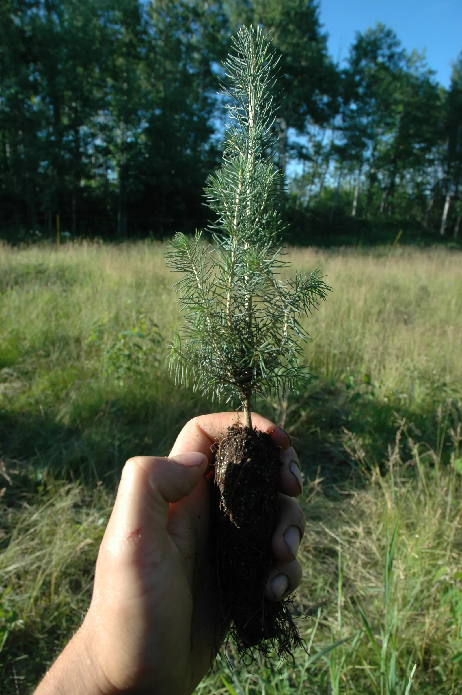 White Spruce (Picea Glauca) — conifer / tree for full