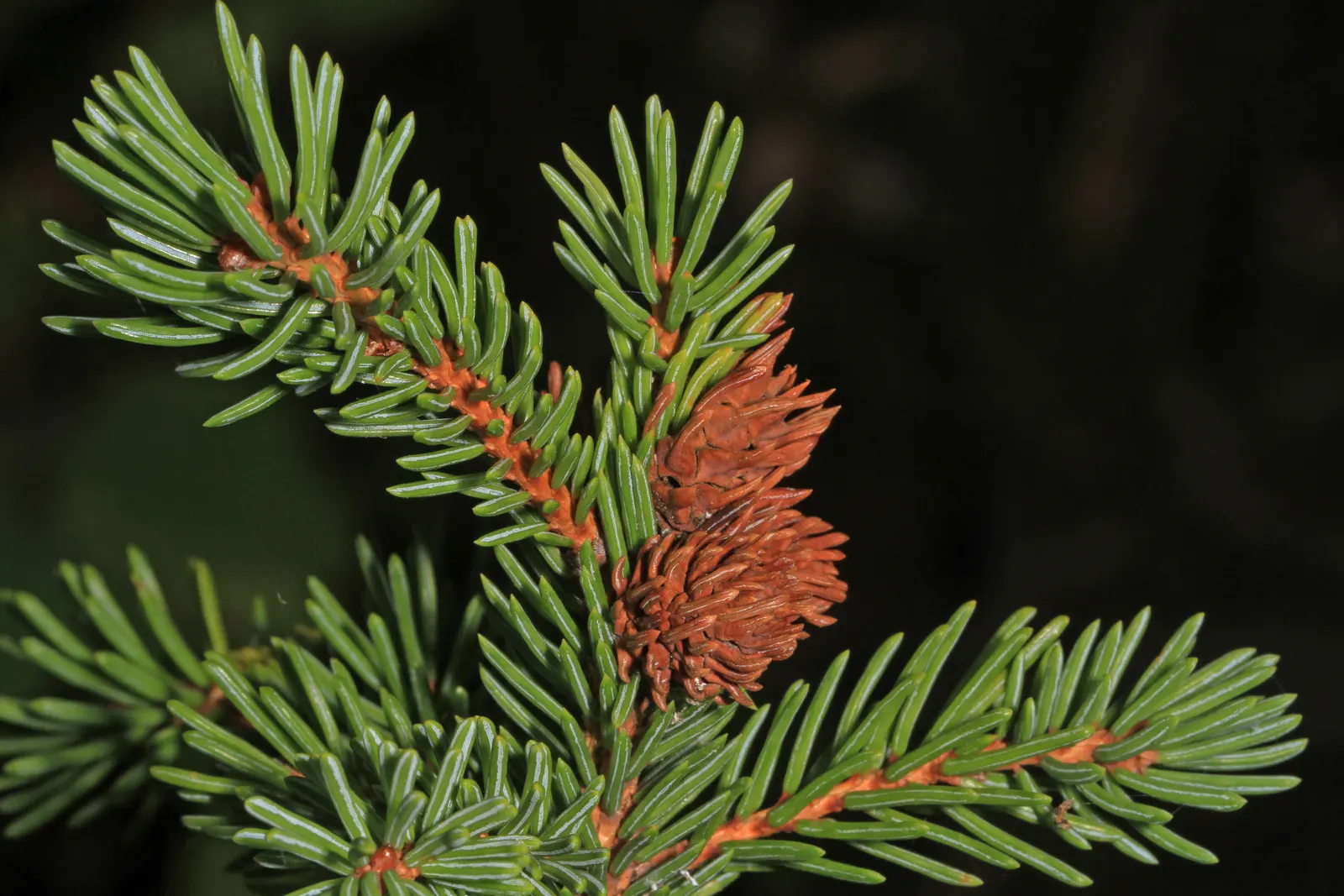 White Spruce (Picea Glauca) — Native to the northern regions of North America