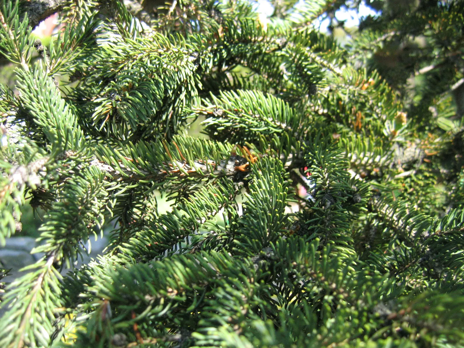 White Spruce (Picea Glauca) — adding a splash of color to the garden palette throughout the year