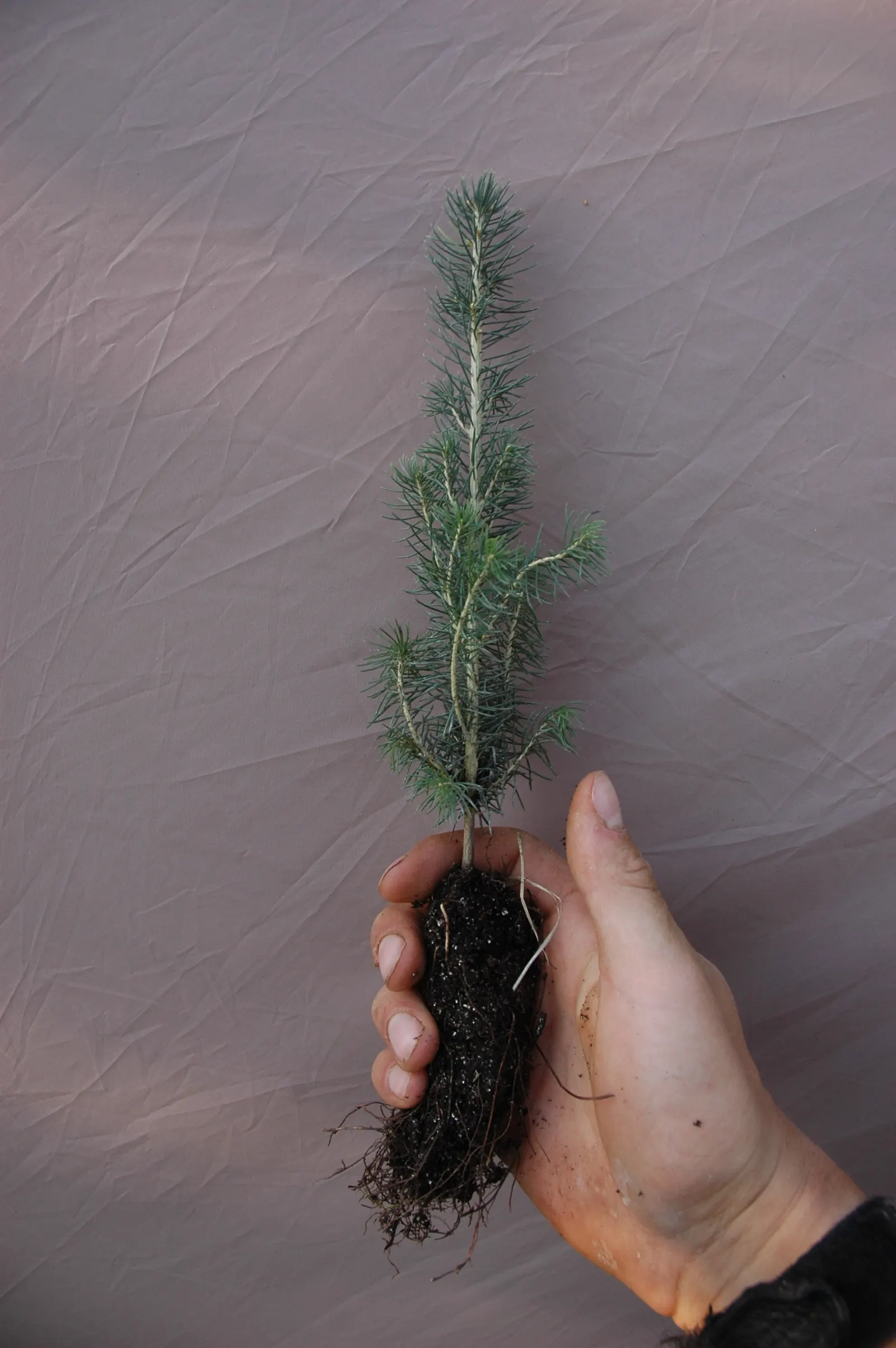 White Spruce (Picea Glauca) — White Spruces can endure temperatures down to -40&deg;F