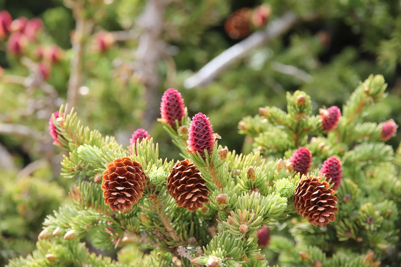 White Spruce (Picea Glauca) — Exhibiting a conical shape, it reaches 40 to 60 feet in height with a spread of 10 to 20 feet