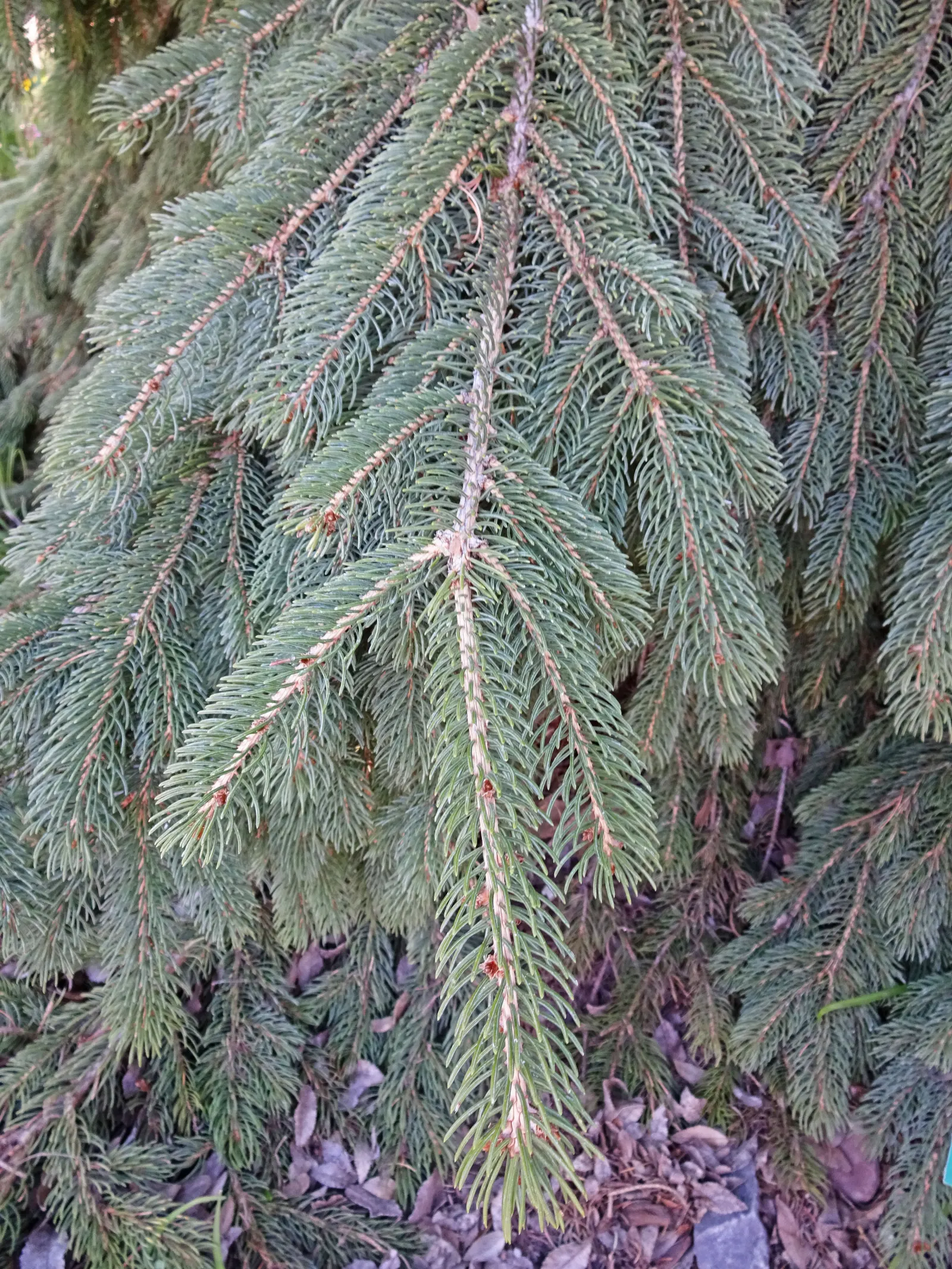 White Spruce (Picea Glauca) — They require full sun for optimal growth, which is at least 6 hours of direct sunlight a day