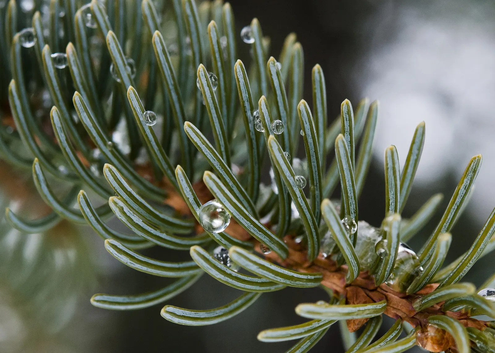 White Spruce (Picea Glauca) — For the client seeking a low-maintenance yet classic evergreen