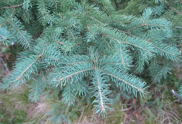 White Spruce (Picea Glauca) — Suited for privacy screens