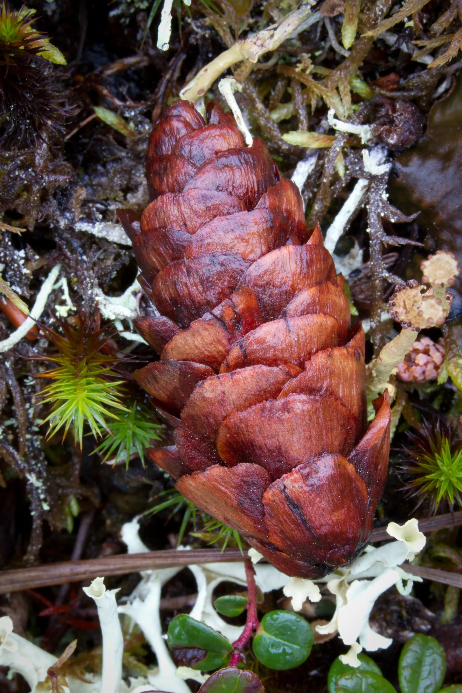 White Spruce (Picea Glauca) — although it shows a preference for moist