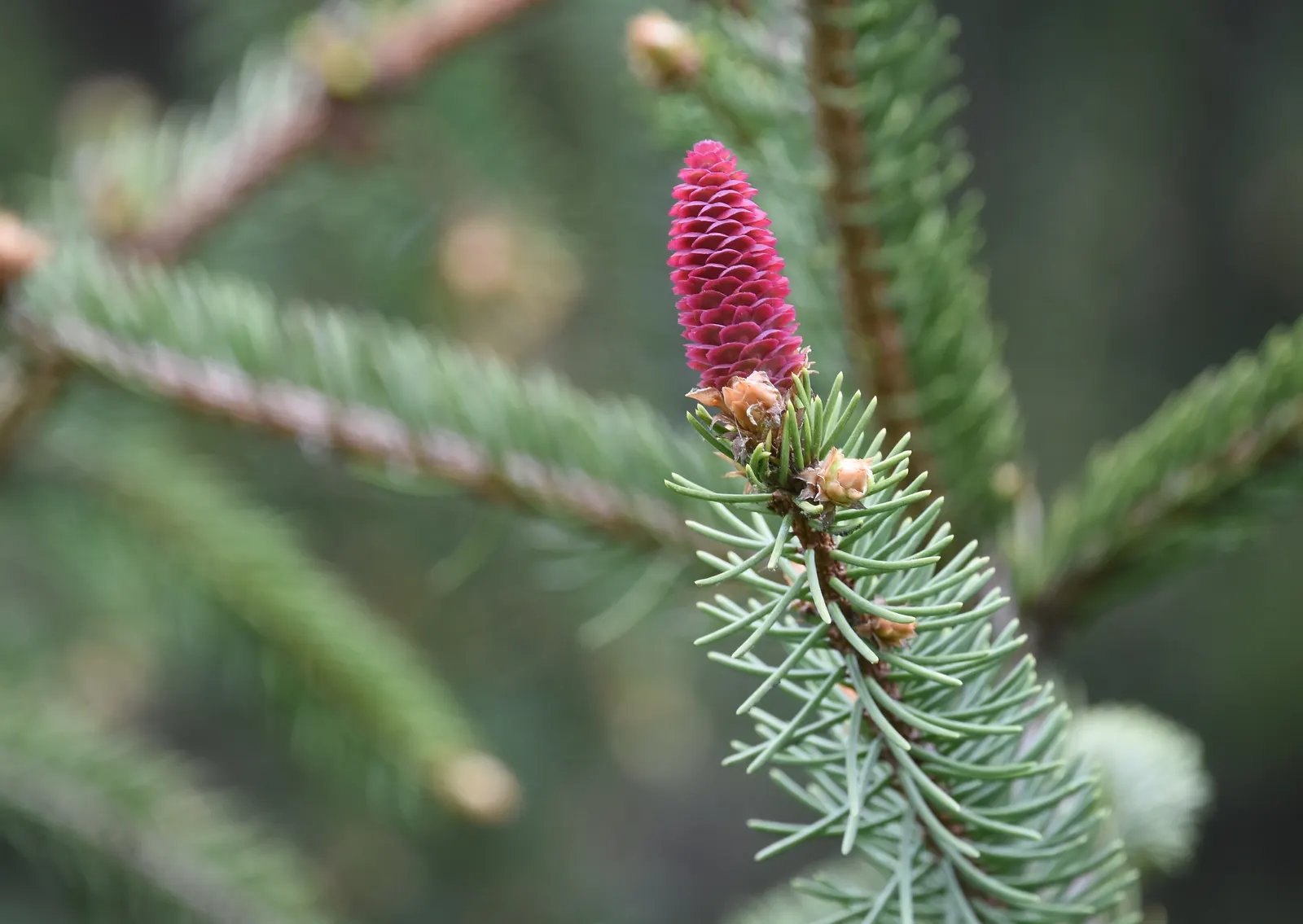 White Spruce (Picea Glauca) — The White Spruce's needles are a distinctive blue-green hue