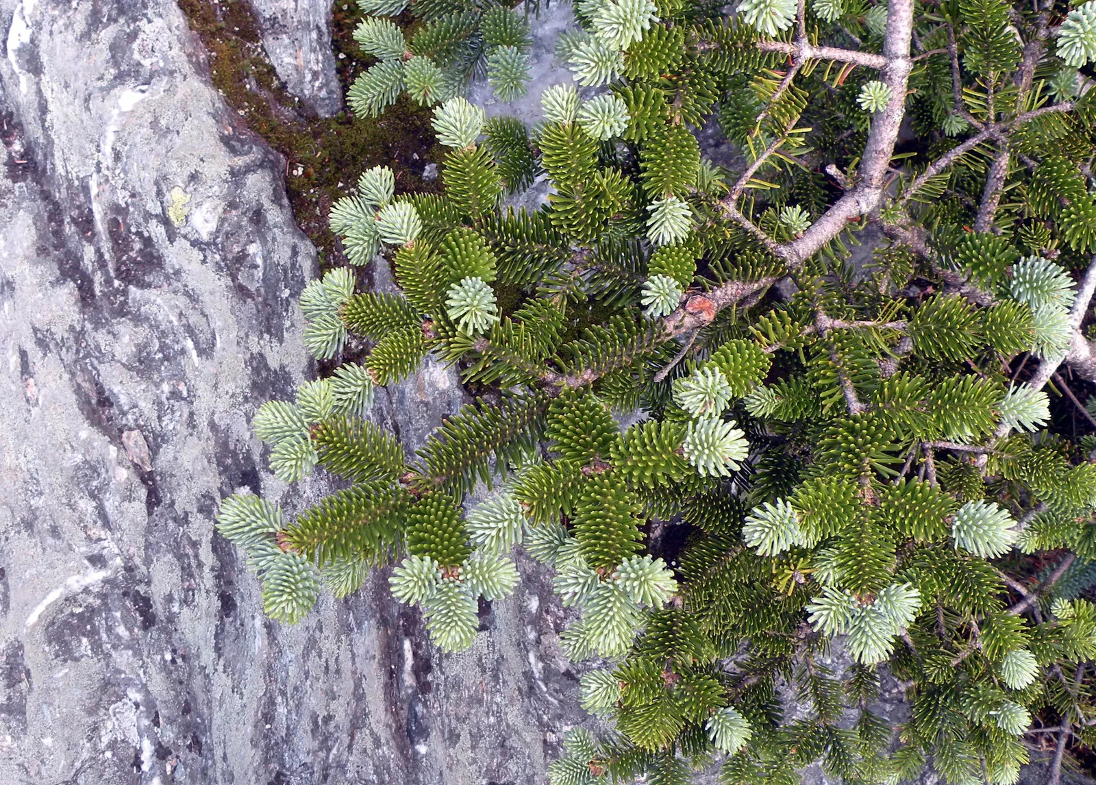White Spruce (Picea Glauca) — scientifically known as Picea glauca