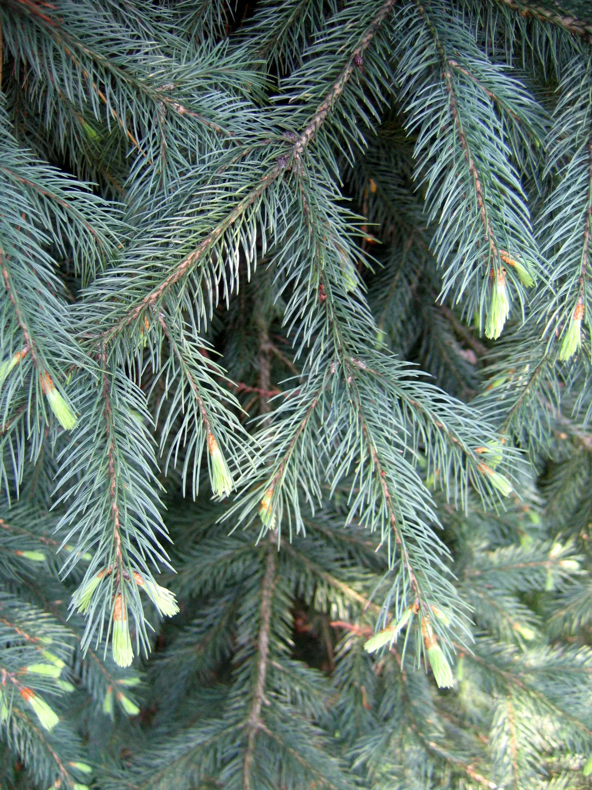 White Spruce (Picea Glauca) — with a spread of 10 to 20 feet when mature