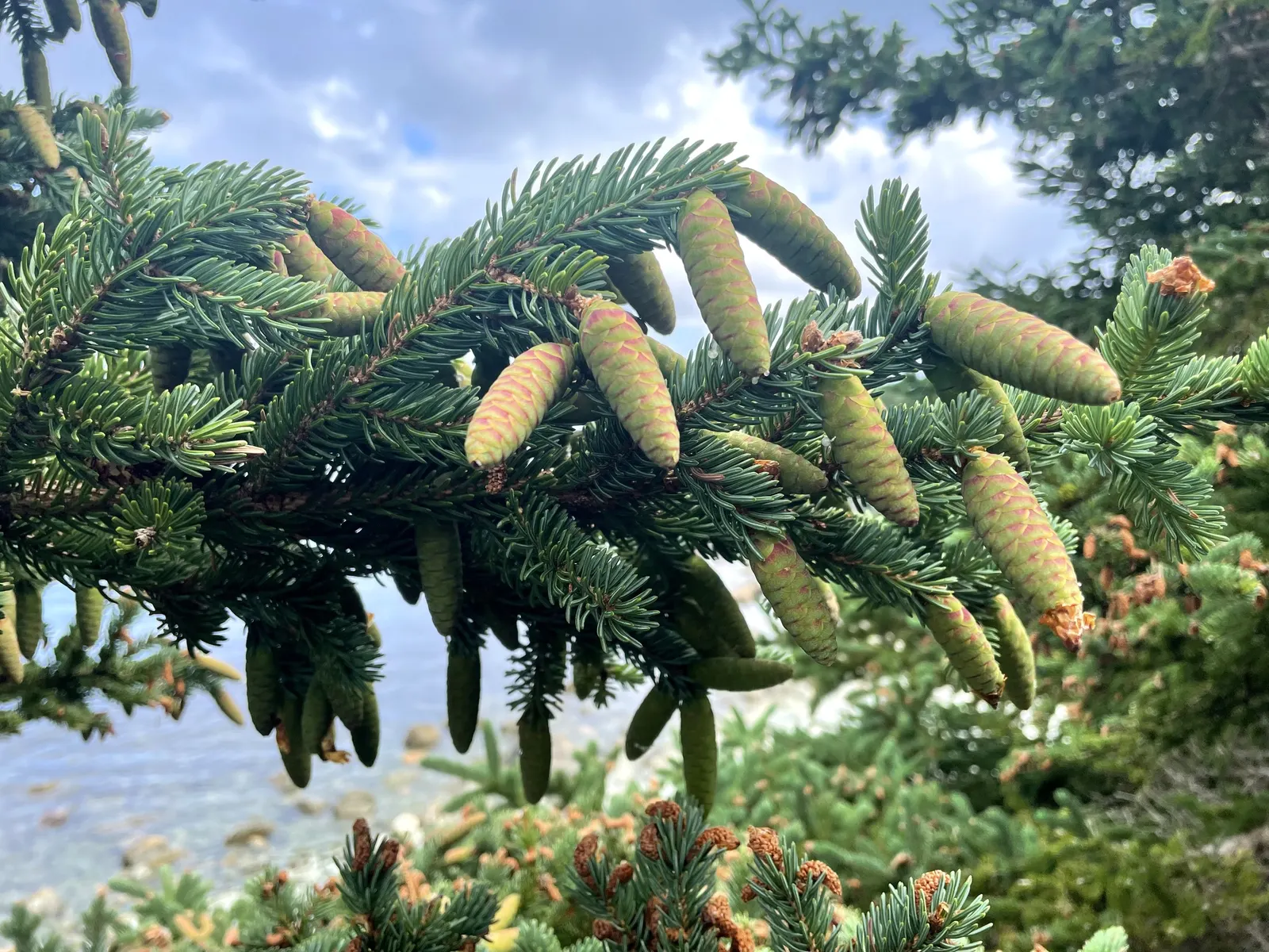 White Spruce (Picea Glauca) — the White Spruce stands out as a resilient and picturesque option