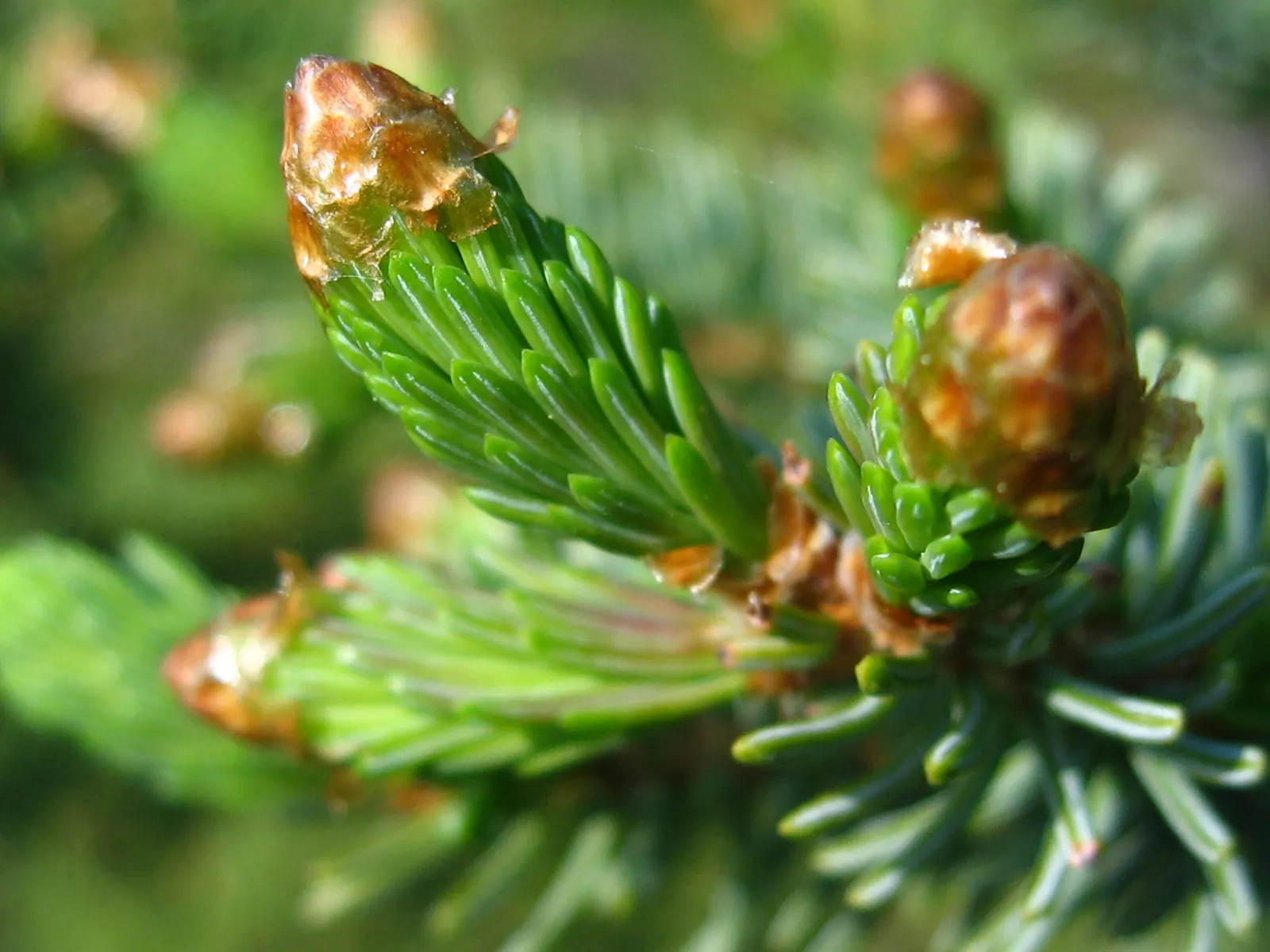 White Spruce (Picea Glauca) — White Spruce (Picea glauca), a hardy, North American native, thrives in USDA zones 2-6