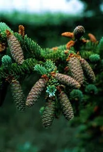 White Spruce (Picea Glauca) — well-drained loamy soils.<br><br>This hardy tree typically reaches heights of 40 to 60 feet