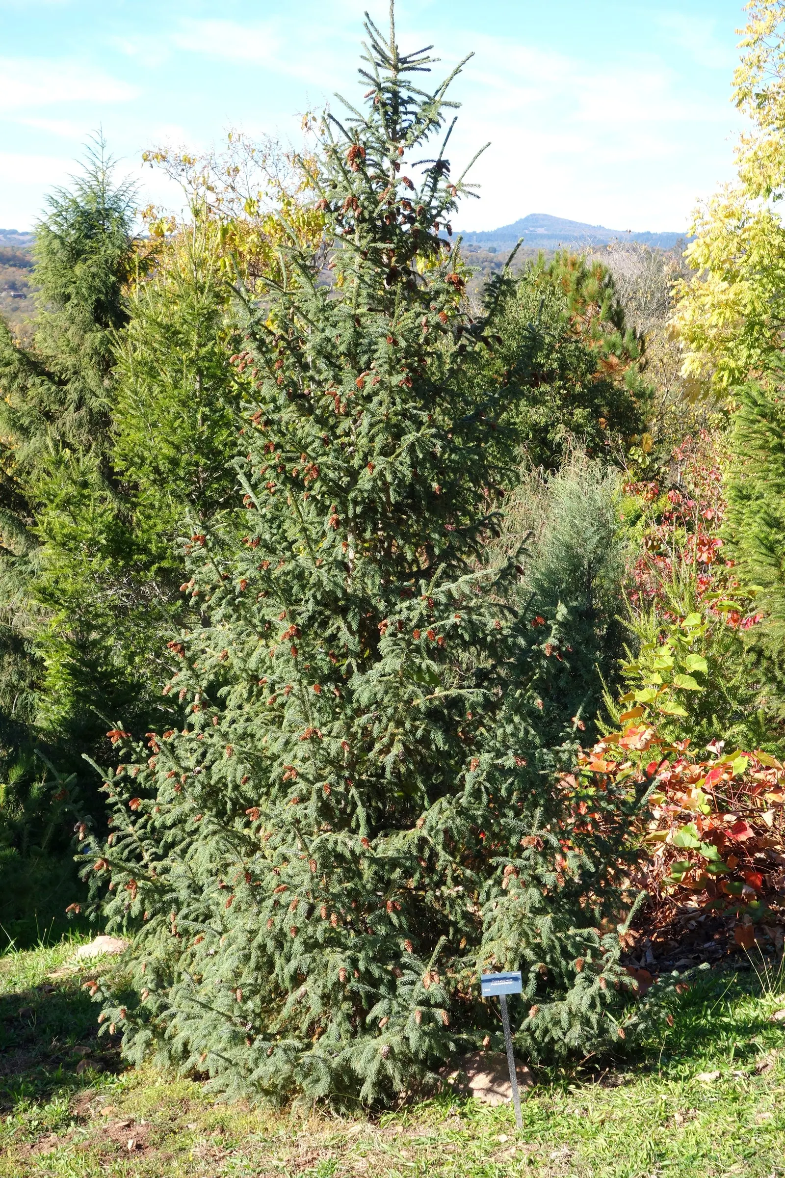 White Spruce (Picea Glauca) — making them a reliable choice for northern landscapes