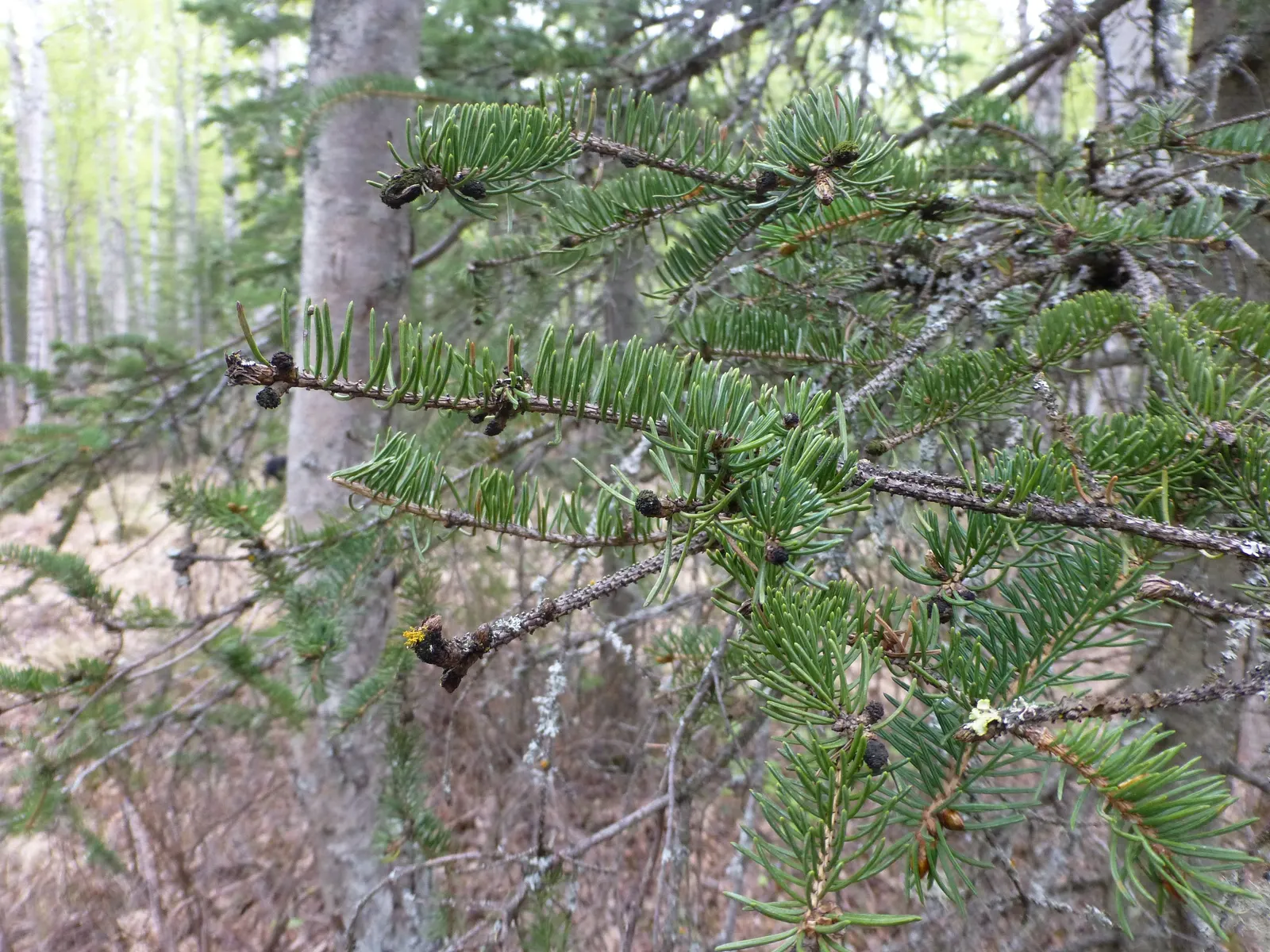 White Spruce (Picea Glauca) — Tolerant of cold, this evergreen prefers full sun