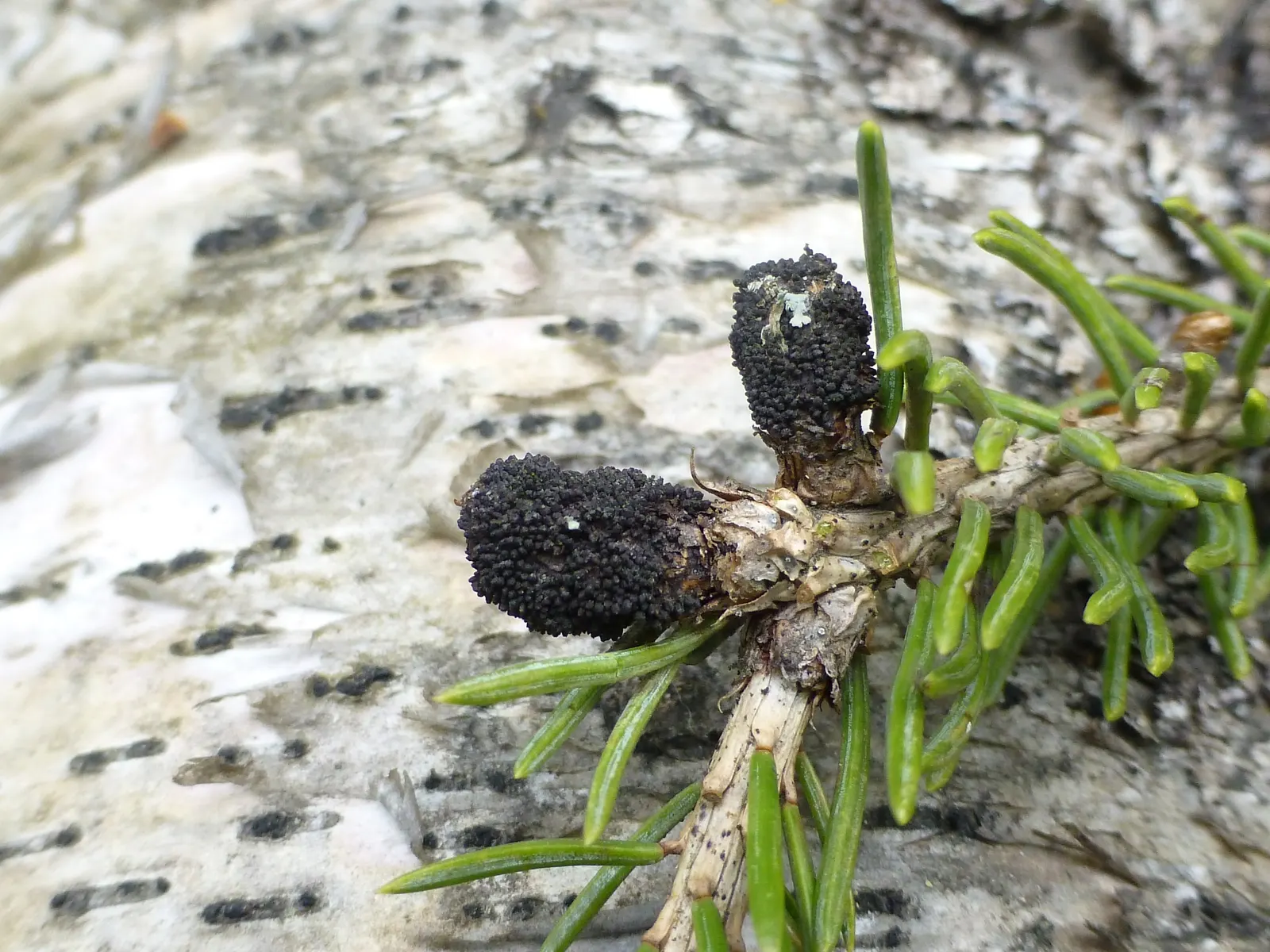 White Spruce (Picea Glauca) — it is renowned for its ability to thrive in a wide range of soil types