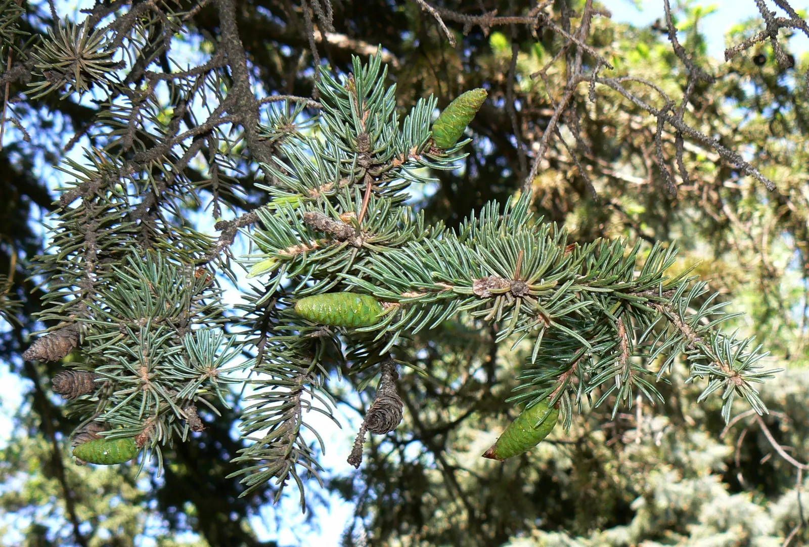 White Spruce (Picea Glauca) — averaging about 12 to 24 inches per year