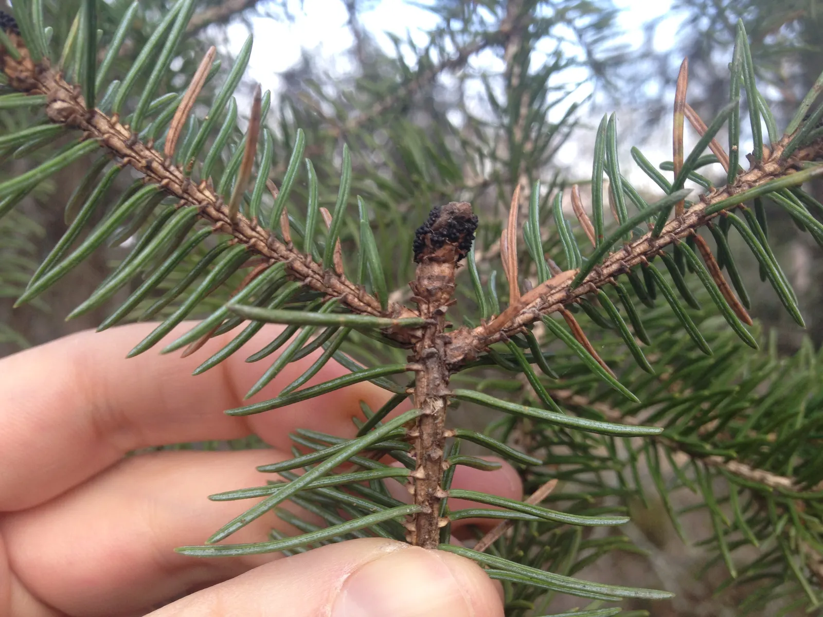 White Spruce (Picea Glauca) — Its needles, about 0.5 to 0.75 inches long, offer year-round color