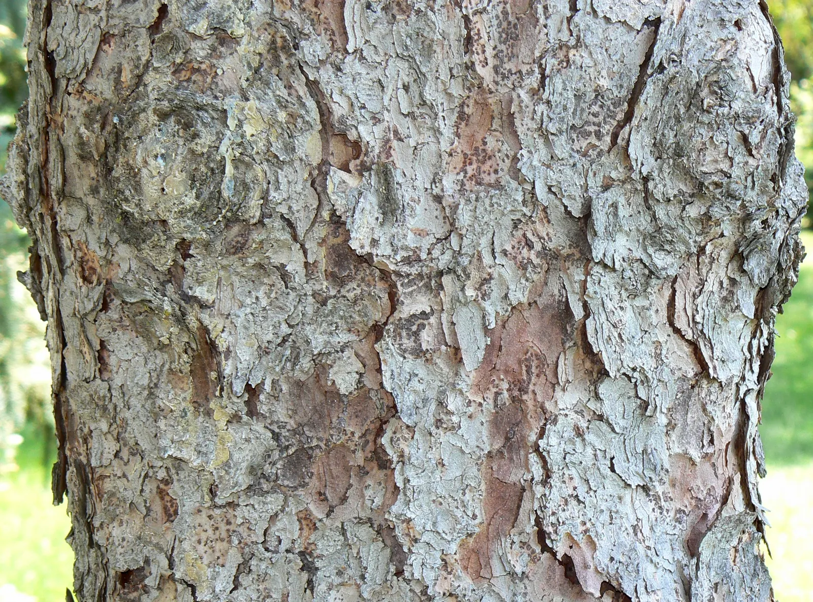White Spruce (Picea Glauca) — Its growth rate is moderate
