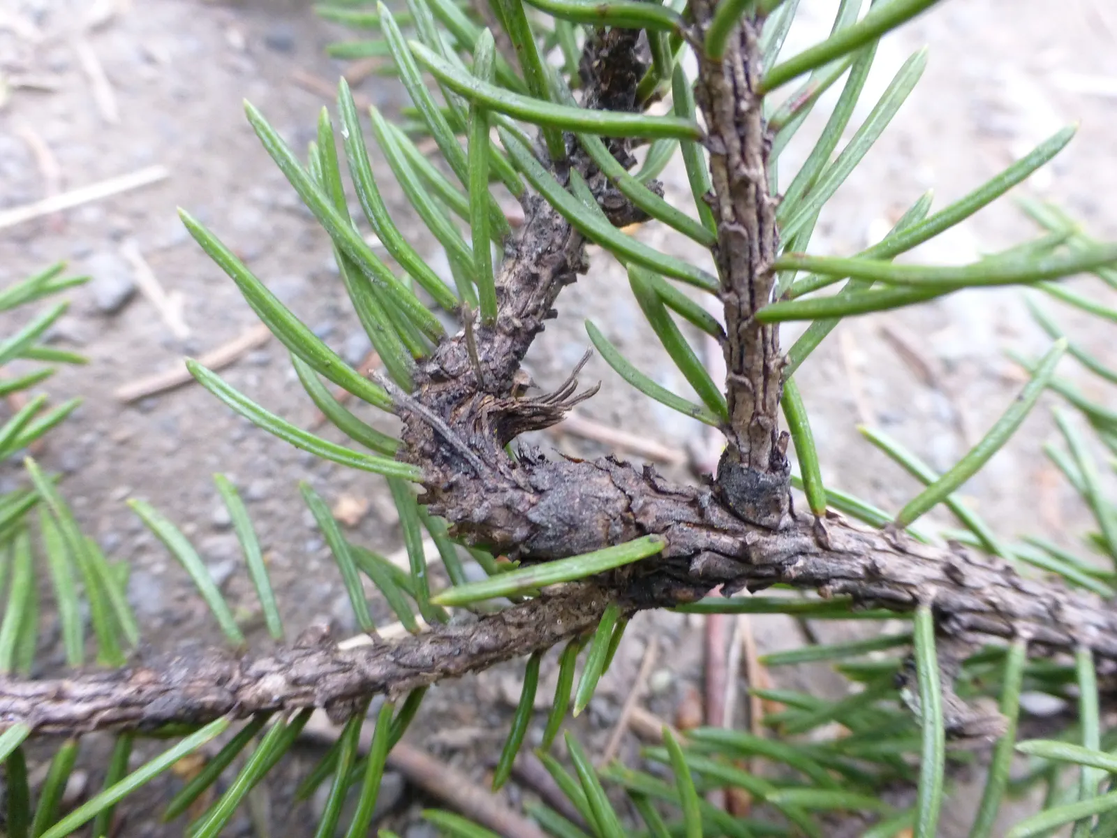White Spruce (Picea Glauca) — its moderate growth rate and adaptability to various soils make it ideal for diverse landscapes